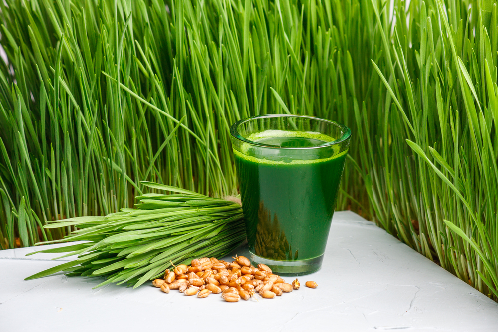 wheatgrass 